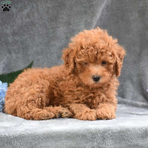 Jackson, Miniature Poodle Puppy